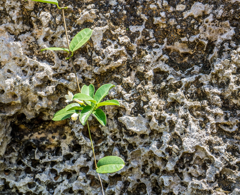 vulnerability, attraction, freshness, Oolite, wall - building feature, rock - object, day, landmark, unique, mysterious, tourist, sightseeing, no people