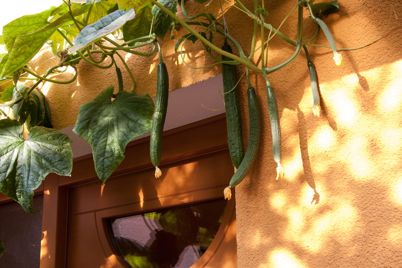 potted plant, green, nature, wall - building feature, day, outdoors, sunlight, plant, climbing cucumber, low angle view, plant part, use, no people, economically significant