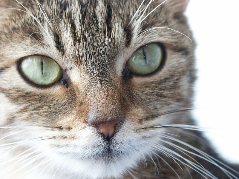 animals, eye, View, green eyes, gaze, whisker, portrait, domestic, Eyes, big eyes, Pet, body part, animal head, yellow eyes, feline, looking at camera