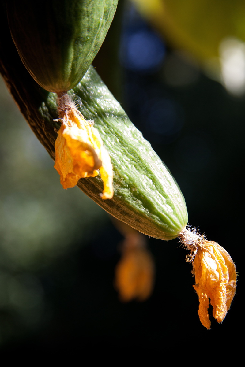 focus on foreground, 4K, cucumis sativus, economically significant, nature, water, snake pickle, close-up, flowering plant, petal, no people, fragility