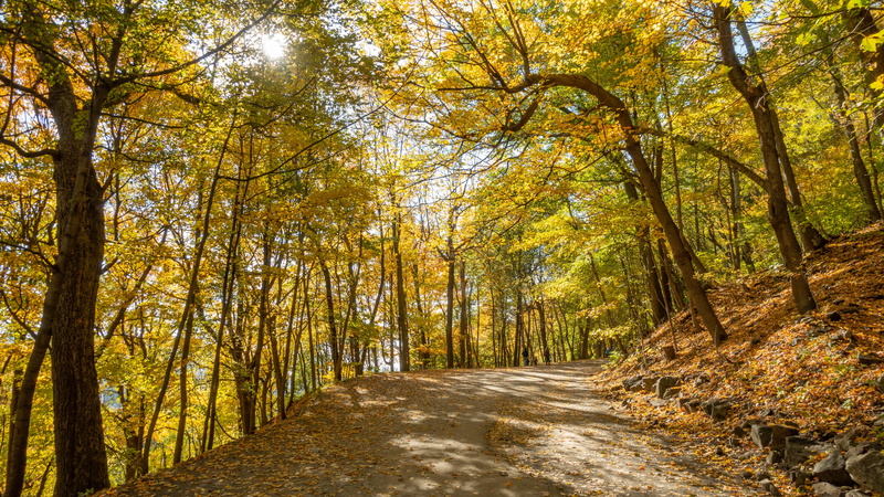 birch, land, scenery, non-urban scene, canada, road, outdoors, forest, tranquility, tree, footpath, gravel, growth, autumn collection, nature, trunk, dirt road