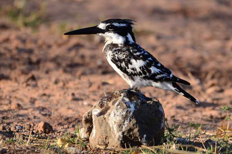 animal wildlife, day, Botswana, field, perching, animal, side view, sunlight, Kingfisher, outdoors, no people, full length, nature, preferably, animals in the wild