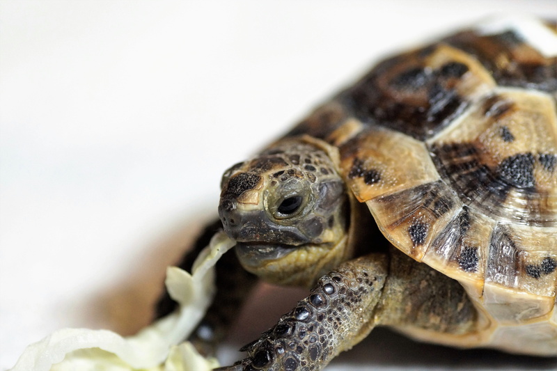 reptile, cites, nature, an endangered species, no people, turtle, animal head, curious, tortoise shell, little turtle, home, protected, copy space, one animal