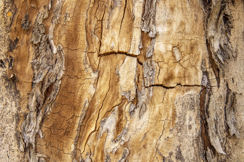 tree trunk, boards, day, old, tree, structure, trunk, backgrounds, green, wood grain, rough, cracked, tribe, outdoors, wood, registration, textured effect