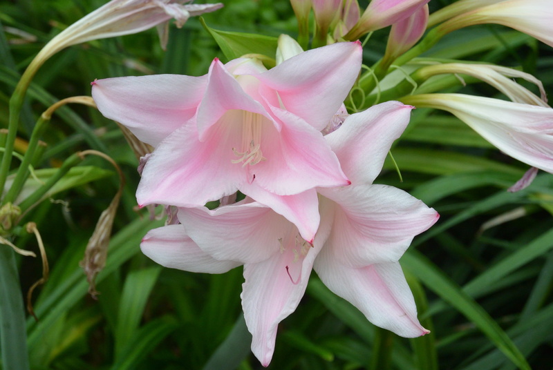 no people, outdoors, pastel, plant, light pink, registration, flower head, growth, botany, lily, flowering plant, day, beauty in nature, 4K, plant part