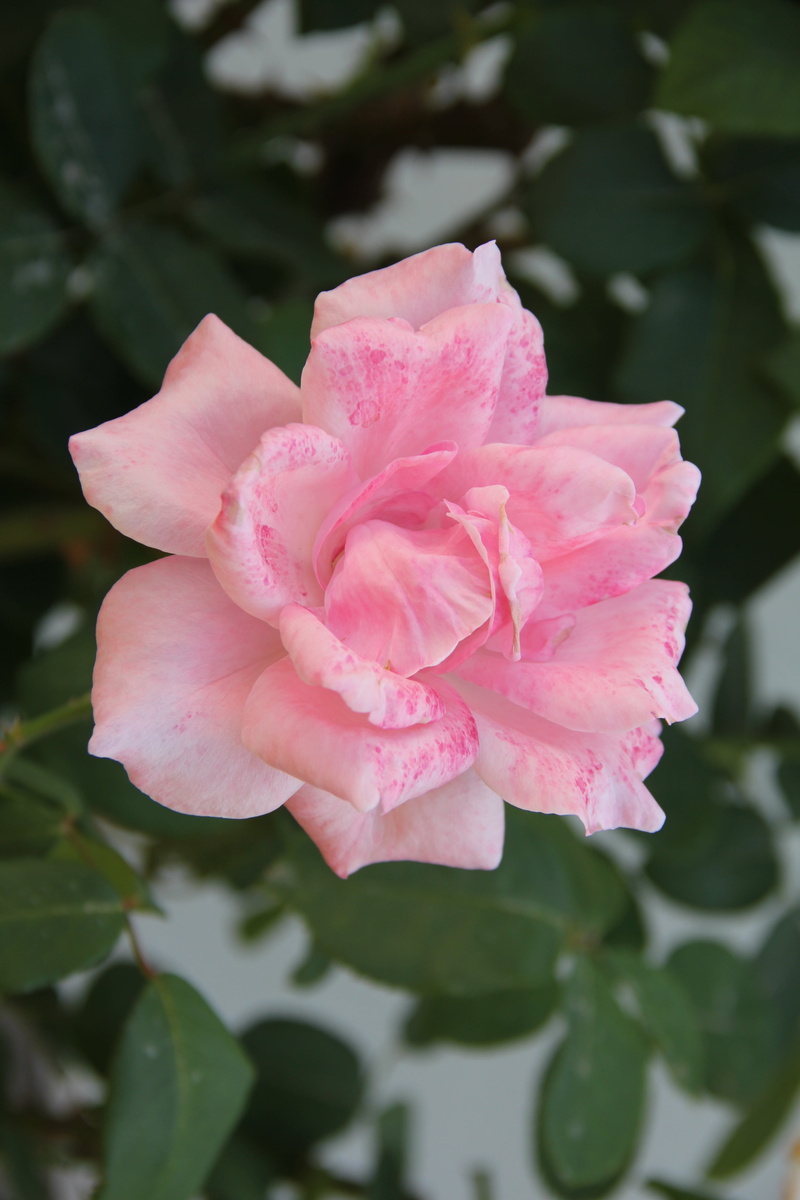 close-up, flowering plant, registration, fragility, inflorescence, beauty in nature, freshness, garden, leaf, pink rose, pink color, rose, factory, vulnerability