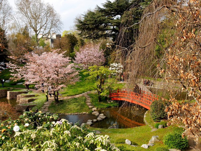 flowering plant, plant, growth, From above, tranquility, flower, park - man made space, cherry blossom, Flowering, tree, nature, water, Registration, lake