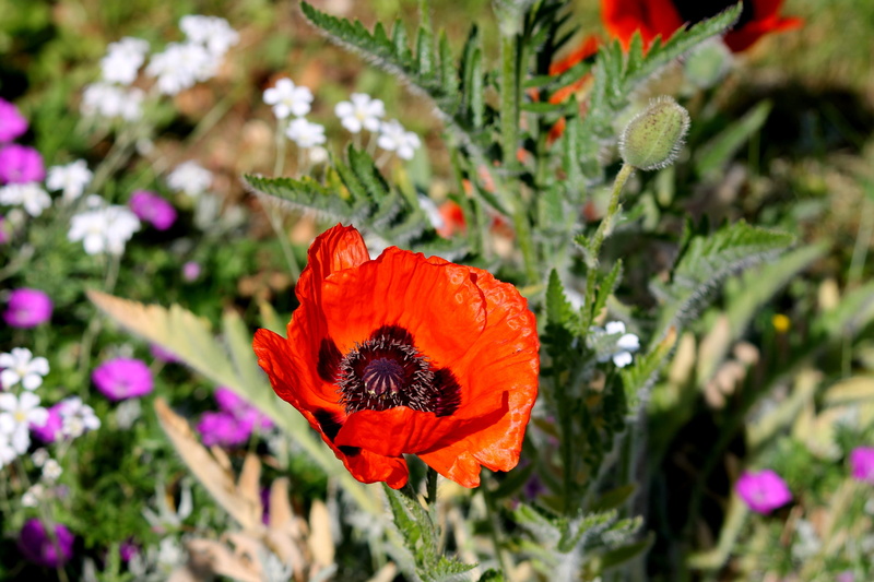 focus on foreground, day, klatschmohn, landscape, field, petal, outdoors, poppy, red poppy, plant, selective focus, pollen, poppy flower, freshness, growth