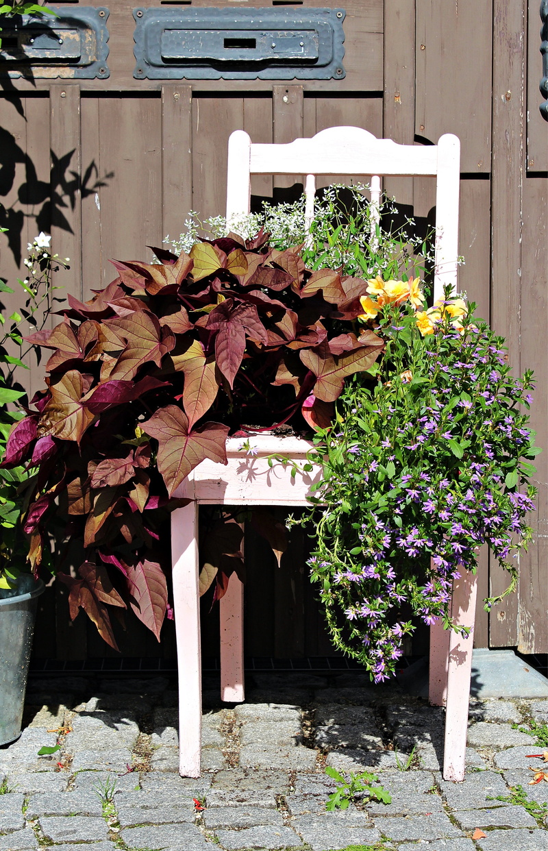 front or back yard, beauty in nature, building exterior, vulnerability, plant, growth, flowering plant, built structure, plant part, day, outdoors, no people