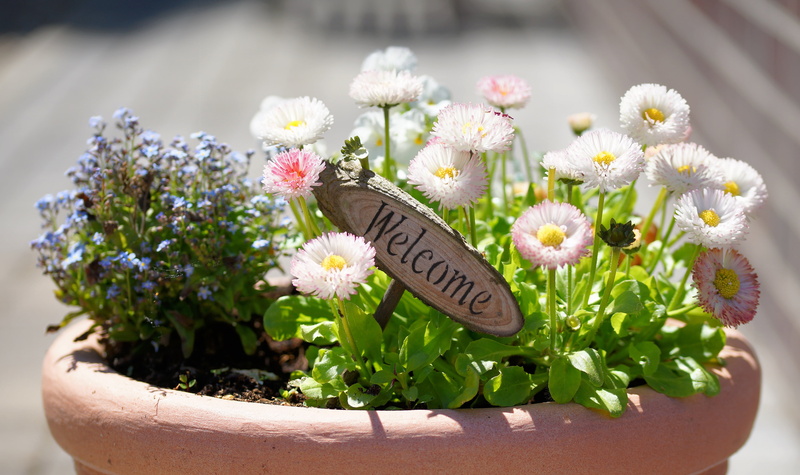 text, white flowers, close, flower, gardening, outdoors, white, fragility, flowerpot, summer, vulnerability, flowers, plant, pot, ceramic, flower pot, welcome