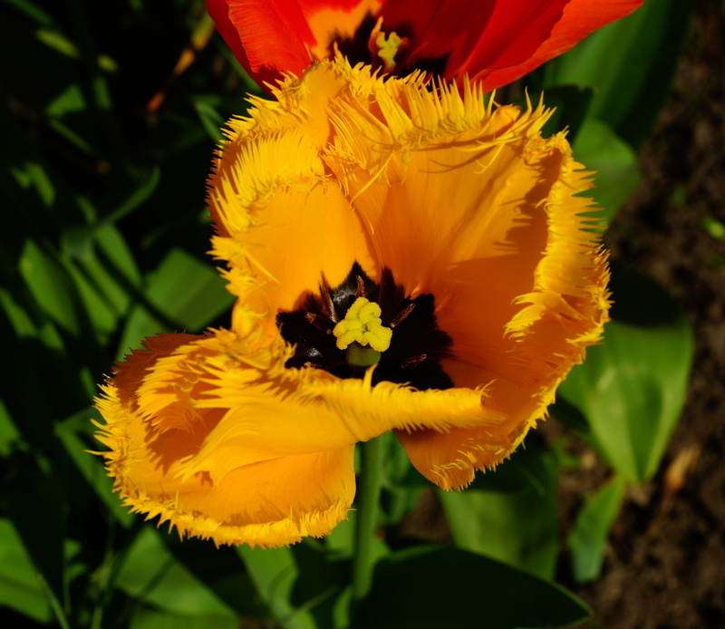 outdoors, tulip, flower garden, sunny, pistil, flower, garden plant, yellow flower, beautiful, beauty in nature, nature, bloom, fragility, close-up, freshness
