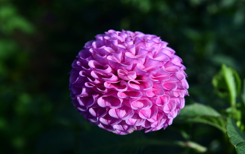 close, bloom, beautiful, no people, fragility, bright, springtime, petal, nature, dahlia, autumn flower, petals, garden plant, central, about, 5K, ornamental plant