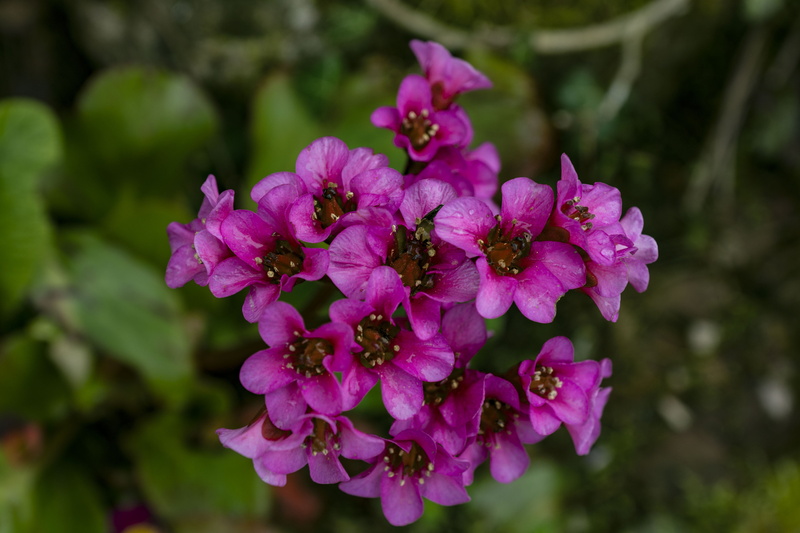 lilac, springtime, blossom, front yard, day, petal, bloom, beauty in nature, botany, flowering plant, freshness, focus on foreground, water, inflorescence