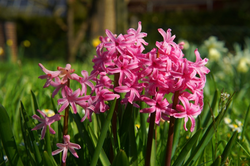 sweet, eye catcher, pink, bunch of flowers, colorful, garden flowers, beauty in nature, flowers, summer, spring, focus on foreground, blue, fragility, petal