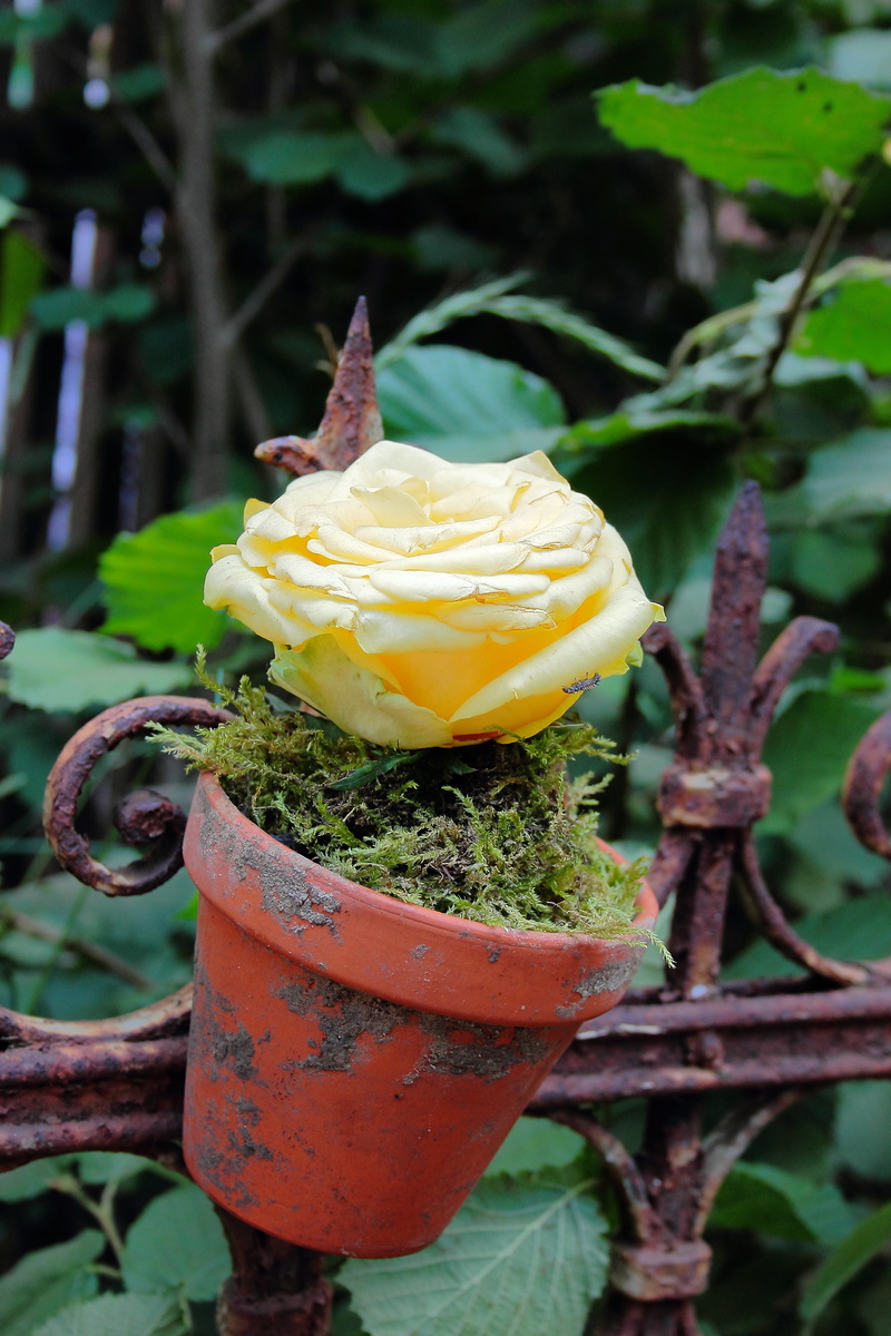5K, petal, decoration, country house style, flower head, rusty, growth, eye catcher, rose, flower, beauty in nature, day, metal, vulnerability, freshness