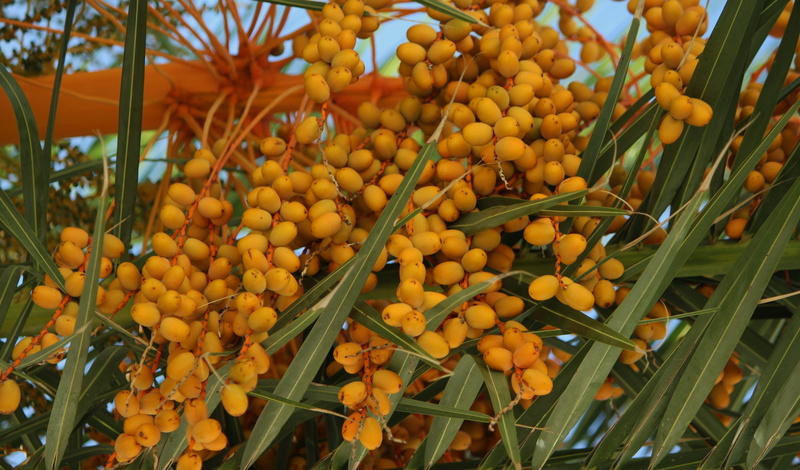 eye catcher, 5K, flower, beauty in nature, orange color, freshness, day, close-up, food and drink, abundance, green color, yellow, farbenpracht, outdoors