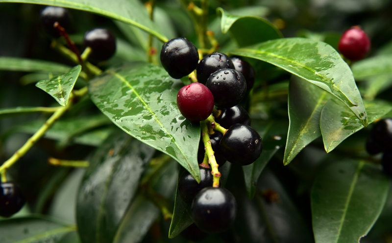food and drink, fruits, no people, poisonous plant, wellbeing, ornament, agriculture, red, leaf, growth, plant part, plant, berry, decorative, day, black