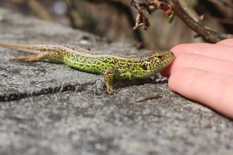 day, hand, animal wildlife, human body part, one animal, rock - object, Catcher, finger, vertebrate, Eye, Macro, eye catcher, animal scale, body part, gecko