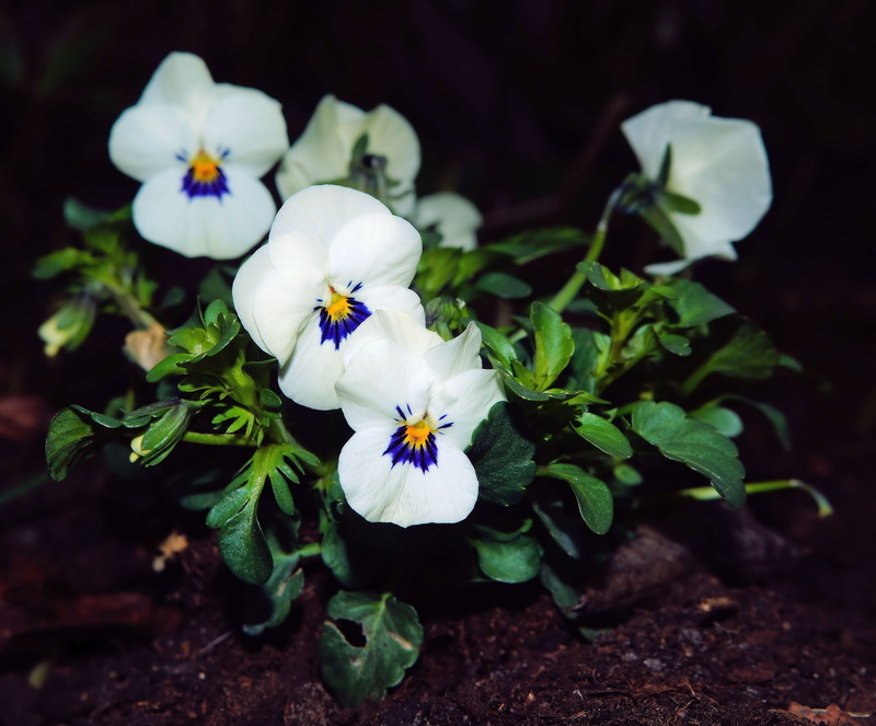 freshness, bühen, nature, Flowers, white color, Violaceae, spring, flowering plant, eye catcher, ornament, high angle view, Pansy, leaf, Close, ornamental plants