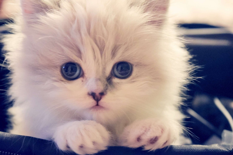 warm, lolo, looking at camera, focus on foreground, portrait, little, fluffy, animal eye, looking, indoors, mammal, stary, cat face, big eyes, vertebrate