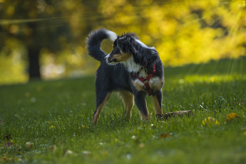 companion dog, animal, pets, outdoors, land, 5K, nature, field, dog, running, canine, thoroughbred, domestic, spout, no people, dog breed, selective focus