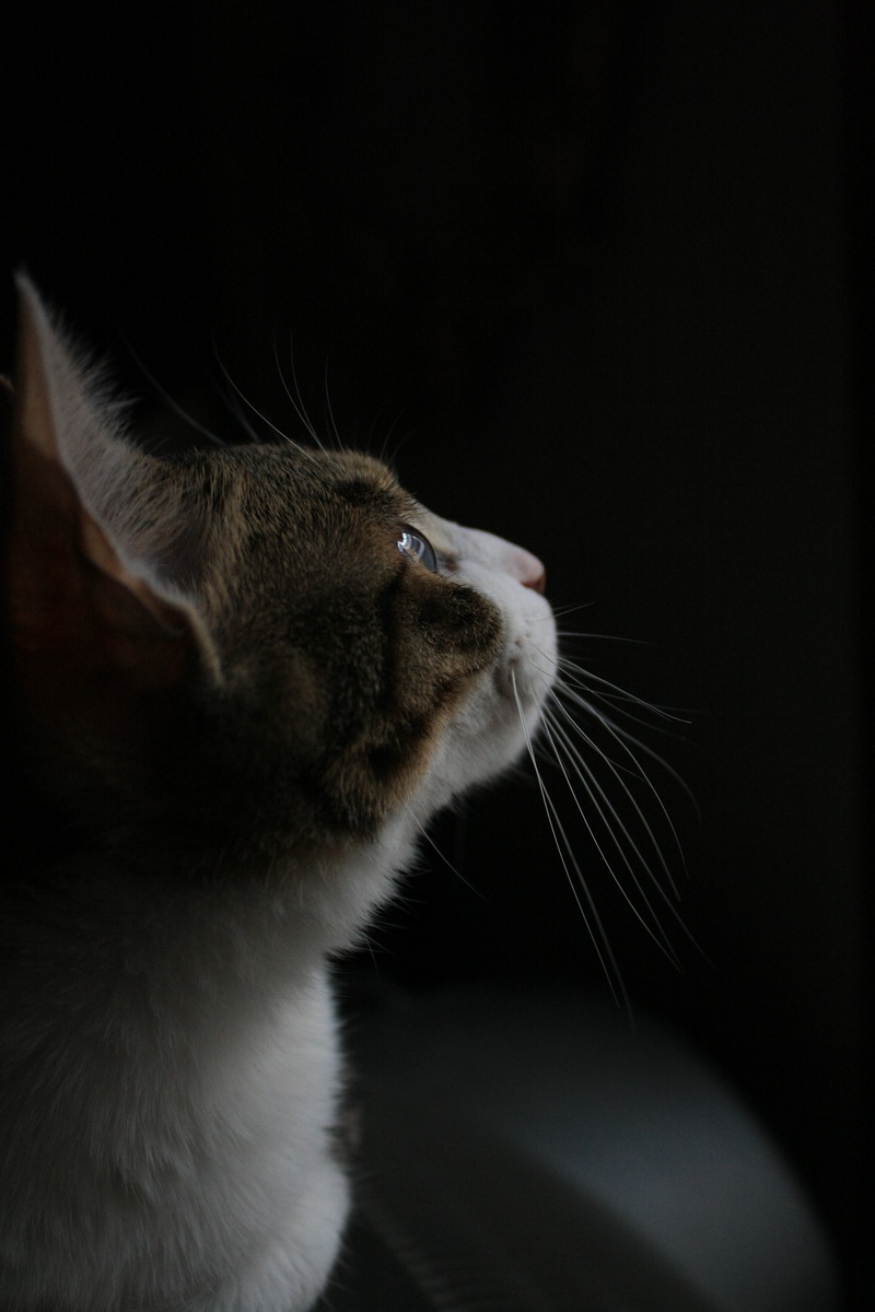 curious, cat, feline, in the dark, out of curiosity, looking away, profile view, studio shot, i think, animal body part, one animal, profile, domestic