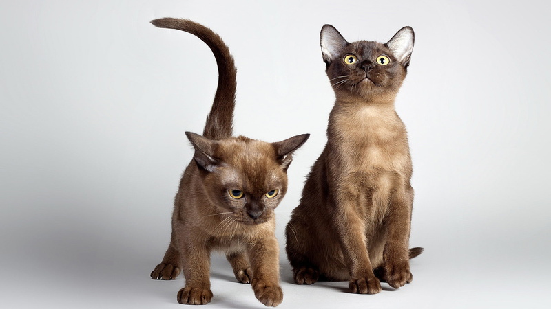 vertebrate, no people, looking at camera, pets, hair, eye, expression, eyes, sitting, fluffy, paw, baby, furry, breed, funny, whisker, animal themes, animal