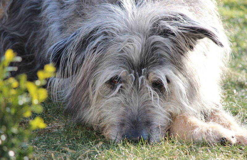 vertebrate, 2K, small, dog, animal themes, canine, looking at camera, portrait, domestic, relaxation, hair, lazing around, animal hair, memory, field