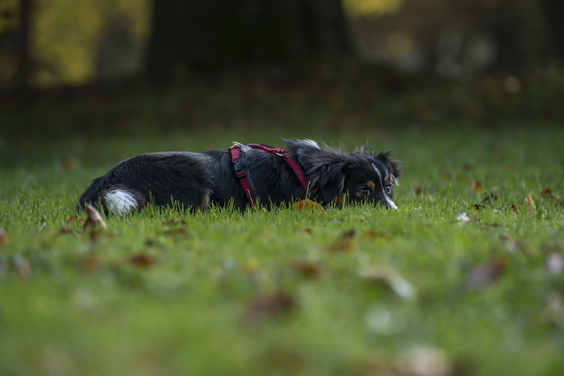 dog, 5K, pets, dog breed, animal, spout, outdoors, vertebrate, animal themes, field, domestic dog, kromfohrlander, canine, surface level, companion dog
