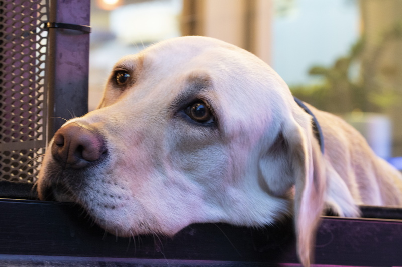 aspire, i think, animal, pet dogs, looking, stare, dog, snow, snout, relaxation, outdoors, looking away, animal head, canine, no people, mammal, profile view