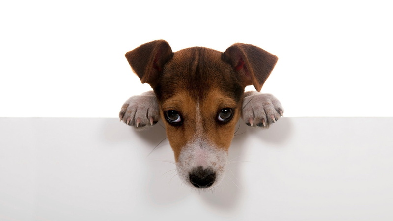 portrait, jack russell terrier, adorable, animals, 1080P, pet, one animal, sitting, purebred, no people, cut out, looking at camera, indoors, domestic