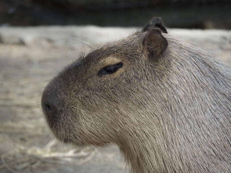 4K, park, rodent giant, zoo, no people, mammal, wild, domestic, animals in the wild, nature, vertebrate, hair, close-up, pets, land, animal head, livestock