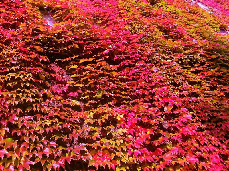 nature, change, leaf, abundance, fragility, virginia creeper, backgrounds, creeper, autumn color, full frame, flower, vulnerability, outdoors, flower head