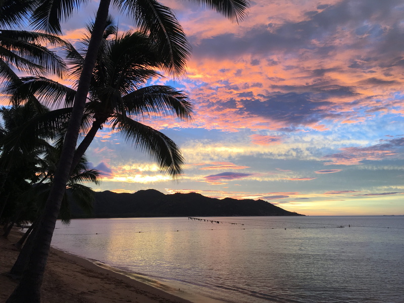 sunset, plant, palm leaf, beauty in nature, tranquil scene, silhouette, palm trees, tropical tree, tranquility, coconut palm tree, scenics - nature, tree