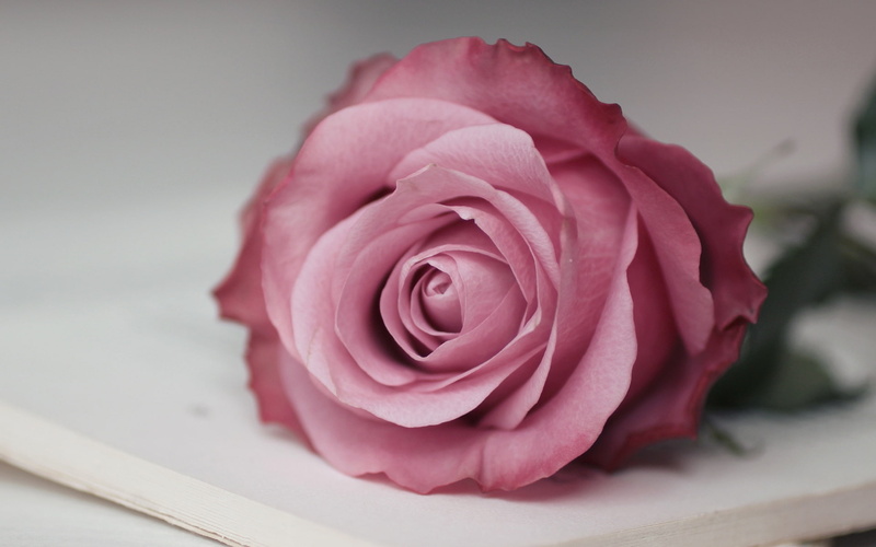 rose, 1080P, macro, flower, pink rose, pink