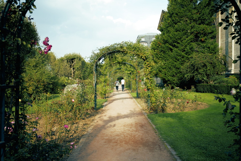 growth, vanishing point, 4K, day, diminishing perspective, france, built structure, transportation, plant, outdoors, tree, green color, jardine des plantes - roseraie