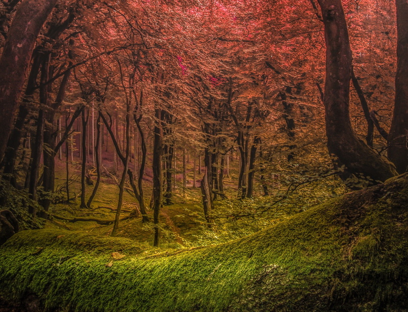 brown, grass, outdoors, pink, change, land, growth, landscape, plant, autumn, wooden, tree trunk, black, green, decor, mist, no people, nature, non-urban scene