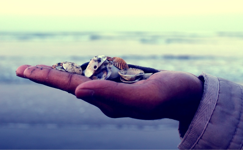 seashells, s, marine, human body part, focus on foreground, animal wildlife, stone in hand, iconic hands, person, outdoors, holding, one person, 2K, symbolic hands