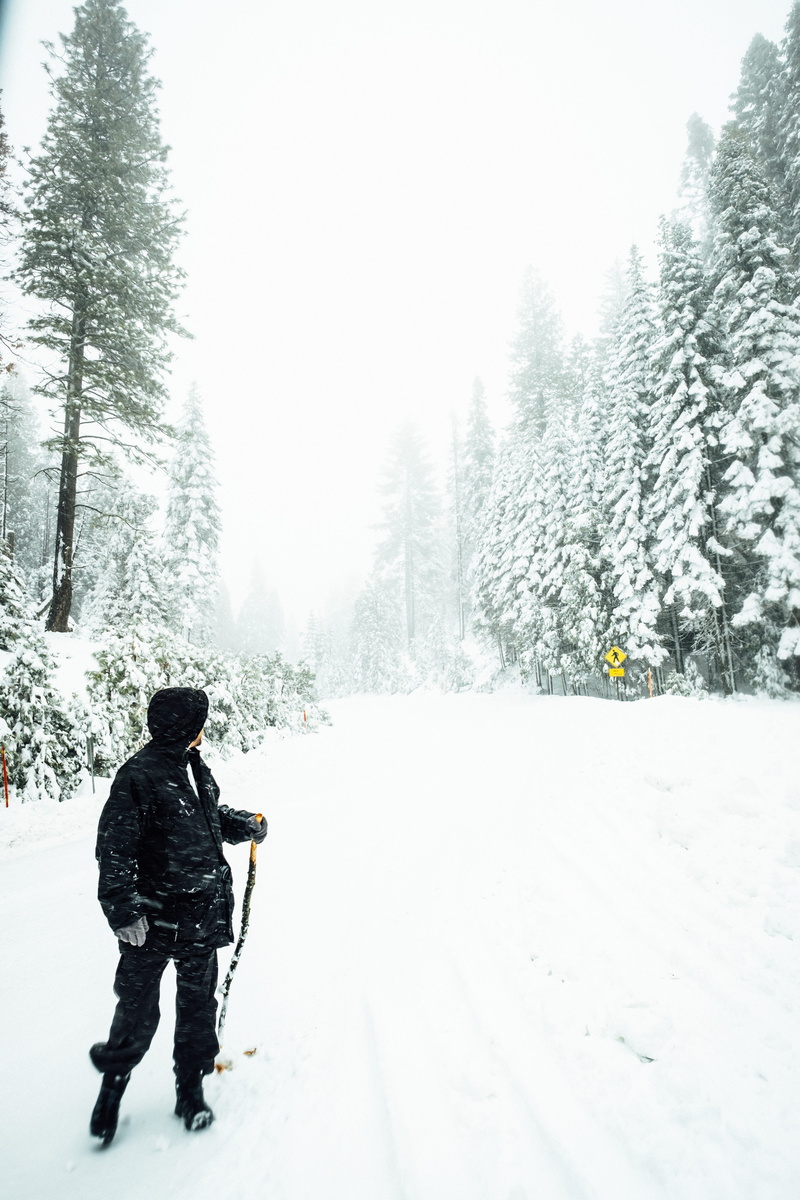 lifestyles, land, pole, ski, plant, travel, tree, leisure activity, hiking, coat, adventure, road, wearing, man, forest, winter, warm clothing, white color