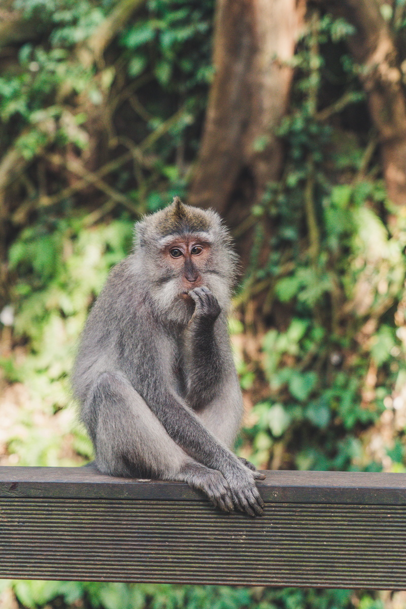 blur, eat, gray, land, looking away, vegetation, green, bokeh, 8K, animal, plant, forest, monkey, grey, sunny, jungle, one animal, mammal, day, looking