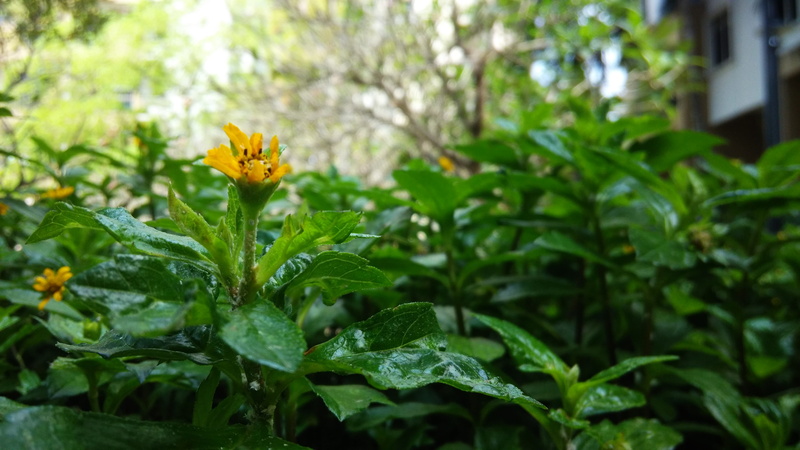 animal wildlife, vulnerability, one animal, cyberjaya, outdoors, nature, fragility, leaf, plant part, invertebrate, animal, malaysia, flower head, 4K