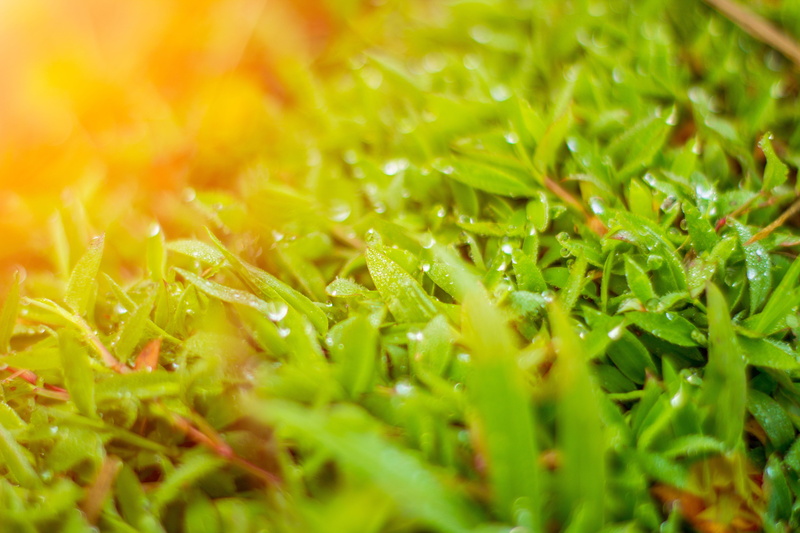 day, leaf, limbangan sari, healthy eating, 5K, plant part, limbangan, blade of grass, west java, food, cianjur, plant, landscape, dew, morning, landscape photography