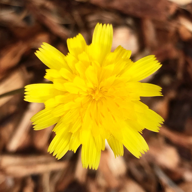 plant, australia, flowering plant, bella vista, beauty in nature, selective focus, fragility, growth, vulnerability, pollen, inflorescence, flower, 2K