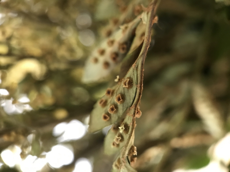 1600 meridian ave, tree, reptile, 4K, one animal, vertebrate, plant part, animal, leaf, focus on foreground, selective focus, united states, miami beach