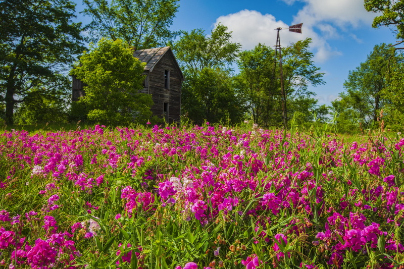 tree, structure, flora, flower, nature, pink, architecture, green, crocus, no people, day, conifer, farm, beauty in nature, plant, windvane, sunlight, freshness