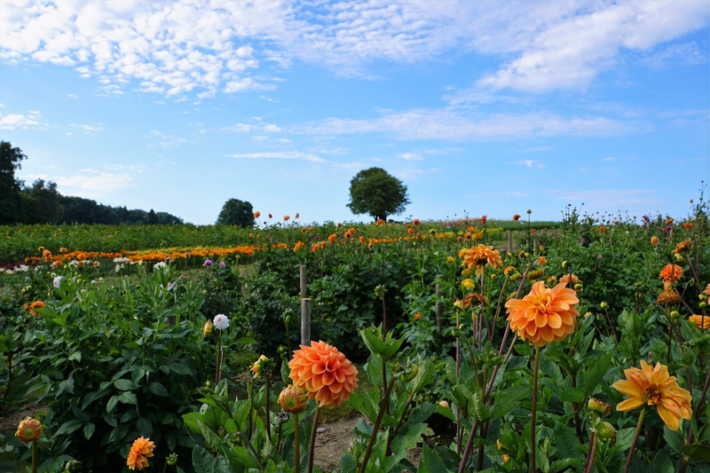 grass, zollikon, summer sky, landscape, sky, tranquility, fields, dahlia, europe, organic, plant, blue, away, scenics - nature, bio, clouds, switzerland