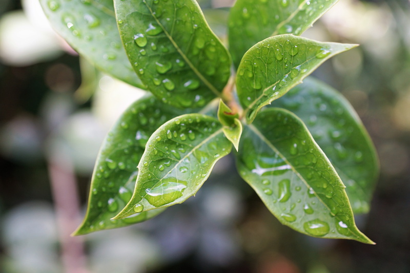 leaf, green color, freshness, wet, spa, summer, focus on foreground, perfume, beautiful, cell, bio, macro, purity, landscape, branches, spring, aroma, growth