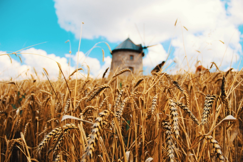 harvest, gold colored, wheat, sinecure, grain field, cloud - sky, food, environment, cereal plant, rural scene, no people, agriculture, growth, summer