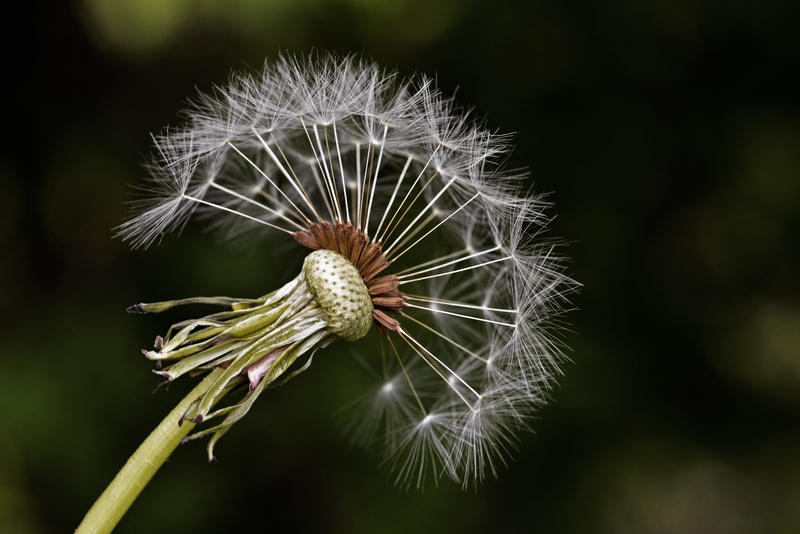 focus on foreground, flower head, no people, milkweed, seed, dandelion seed, 4K, natural, dandelion, close, nature, garden, growth, photography, flowering plant