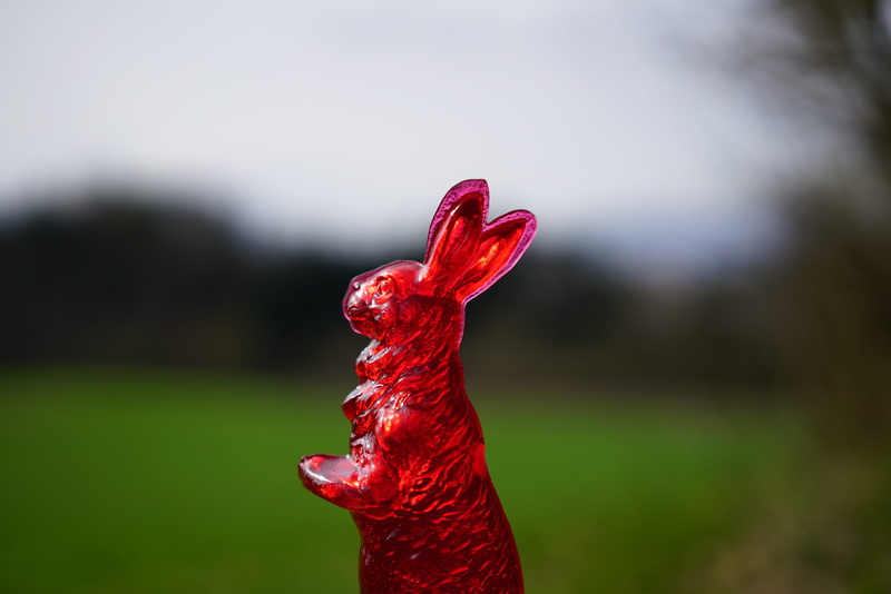 sweetness, outdoors, sugar pastries, bird, sweet as sugar, body part, nature, long eared, sweet goods, animal themes, day, animal neck, easter, one animal